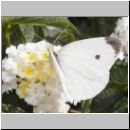 Pieris rapae - Kleiner Kohlweissling 03.jpg